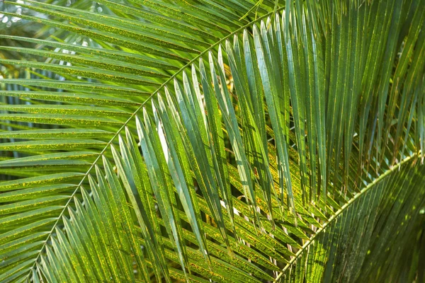 Yağmur ormanları içinde palmiye ağacı. — Stok fotoğraf